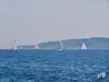 Régate - Les Voiles de Saint-Tropez