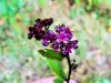 Saulxures-sur-Moselotte - Hylotéléphium telephium (sedum púrpura), poco común en la flora local (© JE)