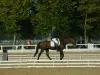 Concours de dressage