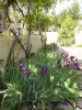 Iris du jardin Burrus