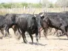 Taureaux de Camargue (© Caroline Marcaire)