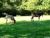 Bienheureux les ânes vendéens