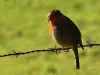 Rouge-gorge - Parc du Héron