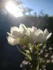 Сад пяти чувств - цветок сада обоняния