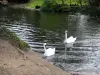Багатель Парк - Два лебедя, плавающие на воде