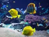 Большой аквариум Сен-Мало - Гид по туризму, отдыху и проведению выходных в департам Иль и Вилен