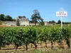 Бордо виноградник - Шато Fonplégade в окружении виноградников, винодельческое хозяйство Сент-Эмильон