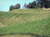 Бордо виноградник - Виноградные лозы