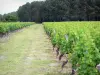 Бордо виноградник - Сотерн лозы