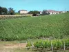 Бордо виноградник - Виноградные лозы Бордо с виноградников