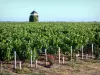Бордо виноградник - Тур в окружении виноградников