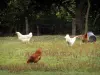 Бургундский Бресс - Цыплята на лугу