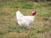 Бургундский Бресс - Домашняя птица Бресс: курица Бресс с белым оперением