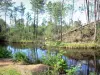Ведомственный домен хостенов - Озеро усажено деревьями; в региональном природном парке Ланд-де-Гасконь