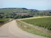 Виноградники Л'Йонны - Дорога, окаймленная виноградными полями в Шабли
