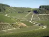 Виноградники Л'Йонны - Холмистые виноградные поля
