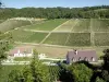 Виноградники Л'Йонны - Дома у подножия виноградных полей