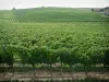 Виноградник Гайлака - Поля виноградников (Gaillac виноградник)