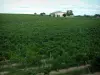 Виноградник Гайлака - Поле виноградников и домов (Gaillac виноградник)