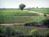 Виноградник Маконэ - Поля виноградников и деревьев