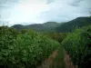 Долина Мунстер - Виноградные лозы и горы покрыты лесами