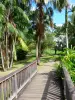 Дом Климента - Прогулка между пальмами нового парка