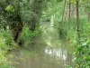 Зеленая Венеция Марэ Пуитевина - Мокрое болото: водный путь с деревьями
