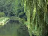 Канал Ourcq - Плакучая ива на переднем плане, канал, рыбак, тропинка и деревья у кромки воды