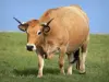 Коровы - Обрак корова на лугу