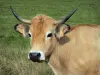 Коровы - Корова Обрак