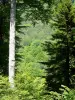 Лес Иссо - Деревья Иссо леса