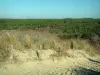 Лес Кубра - Песчаная тропа и ятс с видом на лес