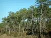Лес Кубра - Растительность и сосны (деревья)