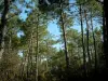 Лес Кубра - Pins (деревья)