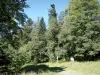 Лес Ленте - Региональный природный парк Веркорс: тропинка в окружении деревьев