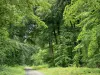 Лес Рец - Лесная дорога с деревьями