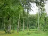 Лес Рец - Подлесок и деревья национального леса
