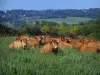 Лимузин корова - Коровы лежат на лугу, метла цветы и деревья, в краевом природном парке Перигор-Лимузен