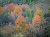 Маршрут Гранд Альпы - Деревья леса с яркими красками осени