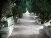 Меровингский некрополь Сиво - Кладбище Меровингов: аллея с саркофагами (останки Меровингов) и деревьями