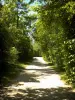 Нейи-сюр-Марн - Обсаженная деревьями прогулочная дорожка