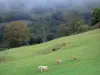 Обрак Авейронне - Коровы на пастбище на опушке леса
