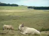 Обрак Авейронне - Пастбища с коровами Обрака на переднем плане