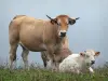 Обрак Авейронне - Коровы на цветущем лугу