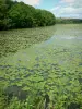 Озеро Байрон - Заповедник: кувшинки на старом пруду и деревья на краю воды