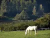 Озеро Валь Джоли - Белая лошадь на лугу, водохранилище и деревья, в краевом природном парке Avesnois