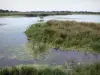 Орнитологический парк Марквинерре - Природный заповедник залива Сомма: болото, камыш