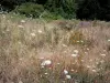 Парк департамента Иль-Сен-Дени - Полевые цветы