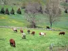 Пейзажи Ардеша - Региональный природный парк Monts d'Ardèche: стадо коров на цветущем лугу