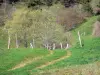 Пейзажи Ардеша - Региональный природный парк горы Монт-д'Ардеш - Ардеш: деревья на краю тропы, усаженной лугами